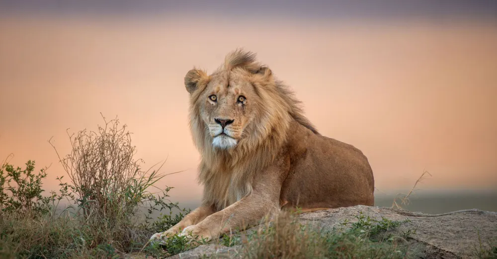 A lion at dusk in the Serengeti, Tanzania
